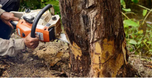 tree removal near me