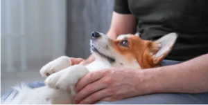 dog PT cost