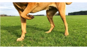 CCL tear in dogs surgery