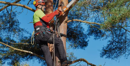 arborist Adelaide Hills